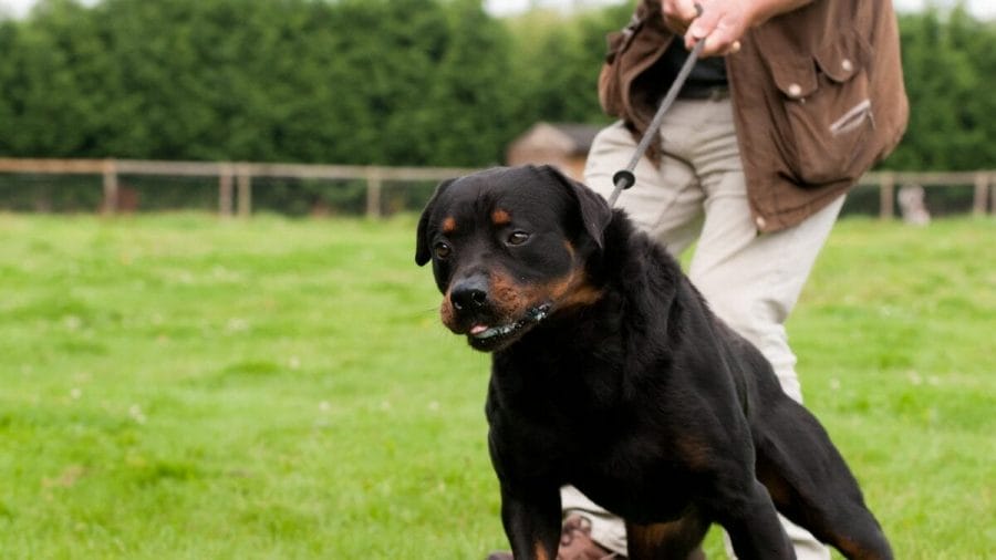 Hund zieht an der Leine â Besitzer stoppt mit ruhiger Körpersprache beim Spaziergang im Park