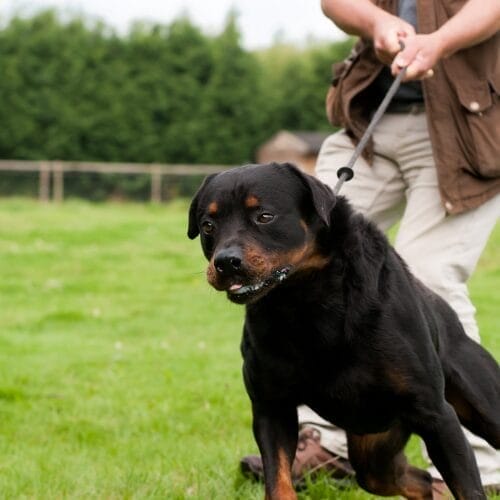 Hund zieht an der Leine – Besitzer stoppt mit ruhiger Körpersprache beim Spaziergang im Park